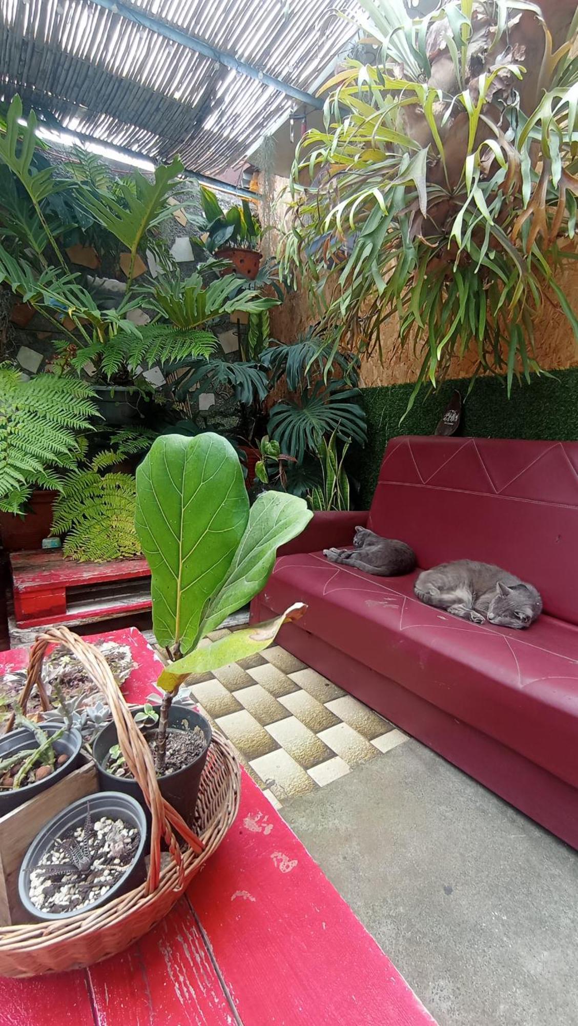 Kanela Guest House Machico  Kültér fotó